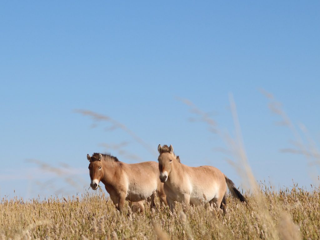 prewalski pferde, wüste gobi, mongolische wüste