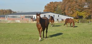 Pferd auf Weide