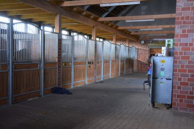 Im Hengststall gibt es 15 Boxen, die zum Großteil durch Gitterfenster verbunden sind. So ist auch hier Sozialkontakt möglich.