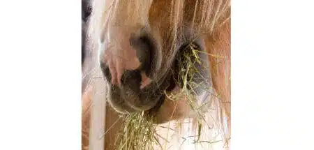 Nahaufnahme: Pferd frisst Heu