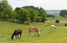 Tierquäler vergeht sich an Stute bei Regensburg
