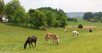 Tierquäler vergeht sich an Stute bei Regensburg