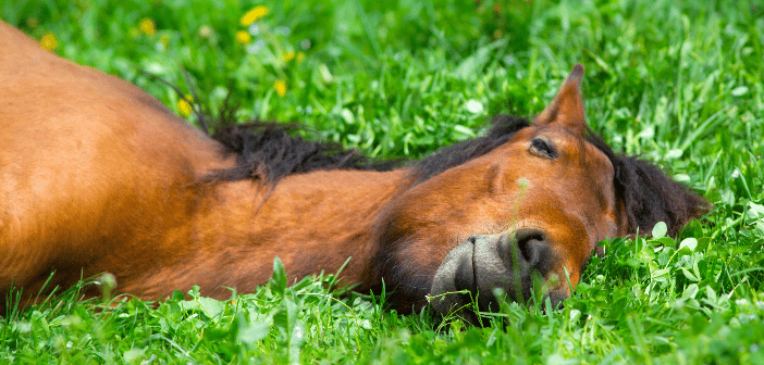 Rem Schlafmangel Pferd Behandlung