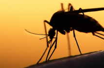 Pferd mit West-Nil-Virus infiziert