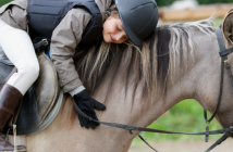 Reitschulponys bei ehorses