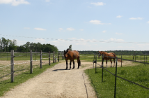 Pferdehaltung in Bewegung