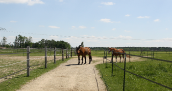 Pferdehaltung in Bewegung