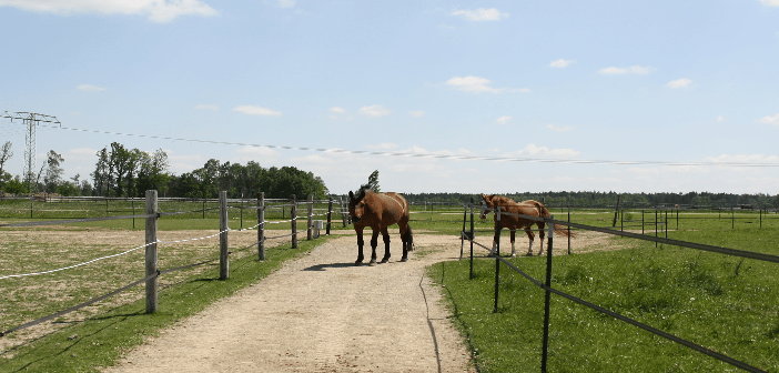 Pferdehaltung In Bewegung Pferdebetrieb