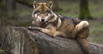 AFN fordert Bestandsregulierung von Wölfen