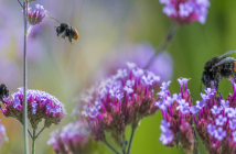 Per Mausklick die Biodiversität stärken Biologische Artenvielfalt