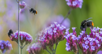 Per Mausklick die Biodiversität stärken Biologische Artenvielfalt