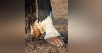 Huf zeigt: das Pferd ist ein Langstreckenläufer