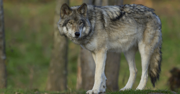 Entscheidung zum Wolfsmanagement
