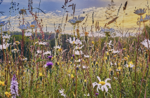 7 Tipps für mehr Biodiversität auf Pferdebetrieben