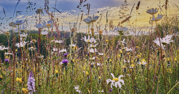 7 Tipps für mehr Biodiversität auf Pferdebetrieben