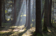 Wälder von Klimawandel bedroht