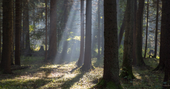 Wälder von Klimawandel bedroht