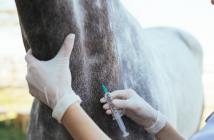 Herpes bricht in Nordrhein-Westfahlen aus