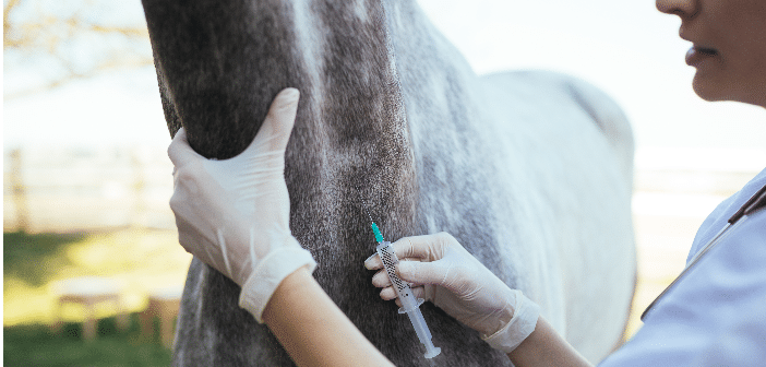 Herpes Bricht In Nordrhein Westfahlen Aus Pferdebetrieb