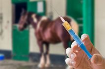 Impfen, reinigen, desinfizieren Foto: vchalup/adobe.stock.com Impfungen beugen gefährlichen, ansteckenden Krankheiten vor und schützen so den gesamten Tierbestand.
