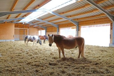 Liegehalle für Pferde im Offenstall.