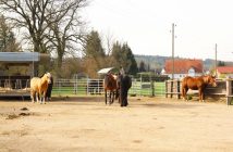 Keine Pferdehaltung in Offenstall ohne Baugenehmigung