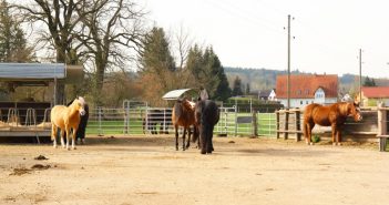 Keine Pferdehaltung in Offenstall ohne Baugenehmigung