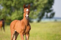 Web-Talk: Fohlen beurteilen Ein Fohlen auf der Weide. Foto: Sirid Hahn/adobe.stock.com
