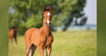 Web-Talk: Fohlen beurteilen Ein Fohlen auf der Weide. Foto: Sirid Hahn/adobe.stock.com