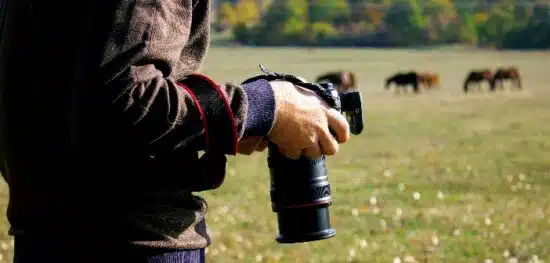 Pferde fotografieren ist eine echte Herausforderung. Foto: sasun-Bughdaryan/adobe.stock.com