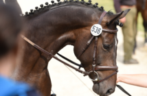 Equine Infektiöser Anämie: Neue Verordnung für Veranstalter Equine Infektiöse Anämie