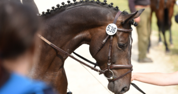 Equine Infektiöser Anämie: Neue Verordnung für Veranstalter Equine Infektiöse Anämie