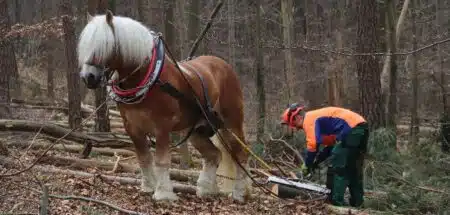 Pferd beim Holzrücken im Wald