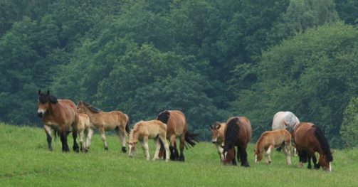 Pferde auf einer Wiese