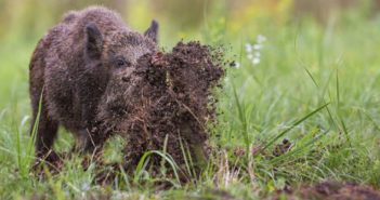 Schutz vor Wildschweinen und Wölfen