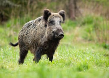 Wildschwein oder Schwarzwild sorgt häufig für große Schäden auf Pferdeweiden.