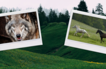 Wolfsregulierung: AFN legt 10 Punkte-Programm vor Wolfsregulierung: Pferd und Wolf