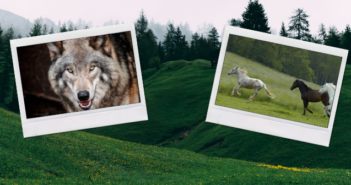 Wolfsregulierung: AFN legt 10 Punkte-Programm vor Wolfsregulierung: Pferd und Wolf