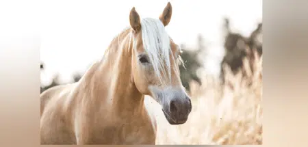 Fahndung Schmuckbild Säure Pferd