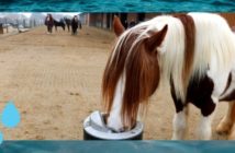 Wasser mit Geschmack um Wasseraufnahme von Pferden zu unterstützen Wasserbedarf Trinkverhalten Tränke Pferd