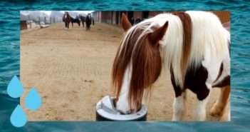 Wasser mit Geschmack um Wasseraufnahme von Pferden zu unterstützen Wasserbedarf Trinkverhalten Tränke Pferd