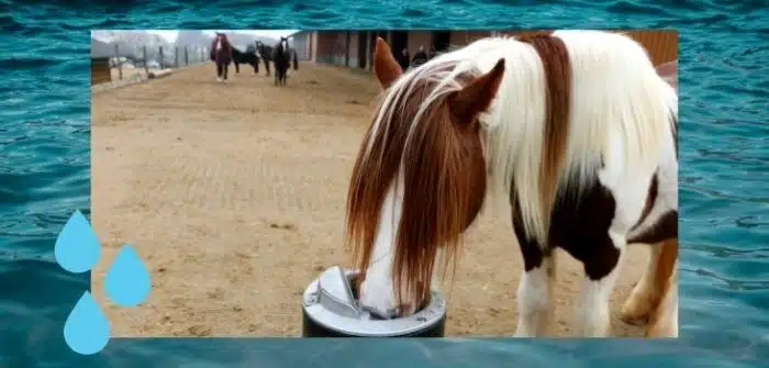 Wasserbedarf Trinkverhalten Tränke Pferd