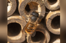 Blühpflanzen kompensieren Folgen von Insektizideinsatz