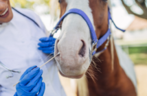 Das Equine Herpes Virus