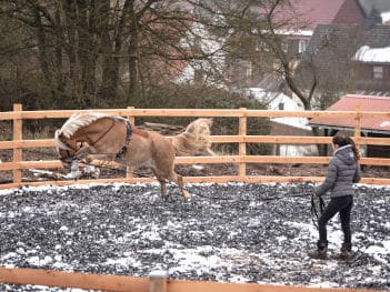 Roundpen mit einem Boden aus Teppichschnipseln von ASground.