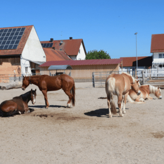 Gruppenhaltung alte Pferde