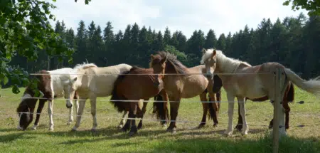 Diebstahl Pferde