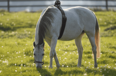 Pferd auf Wiese mit Birth Alarm
