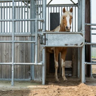 Pferd im Futterständer