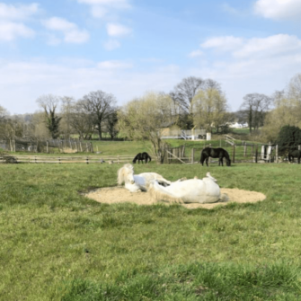 Sandplatz auf Weide